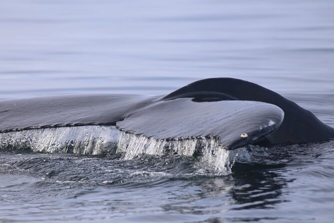 Whale Wonders Morning Expedition from Reykjavík - Who will get the most from this trip