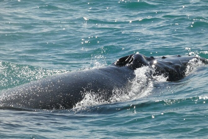 Whale Wonders Morning Expedition from Reykjavík - My practical verdict