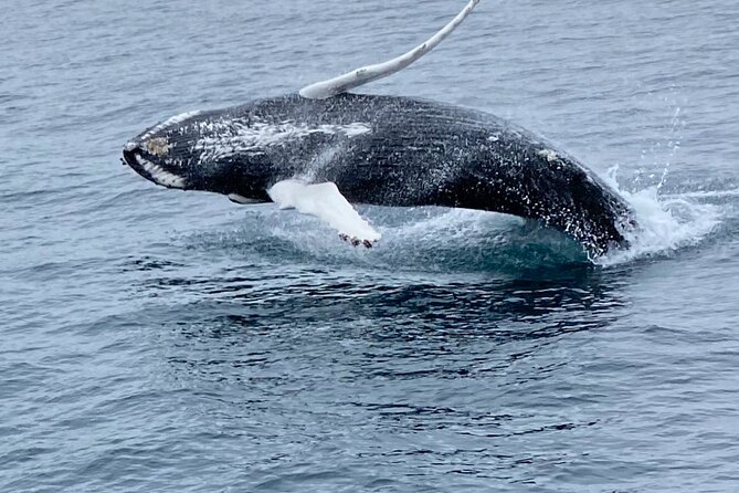 Whale Wonders Morning Expedition from Reykjavík - What the boat is like for a 3.5-hour cruise