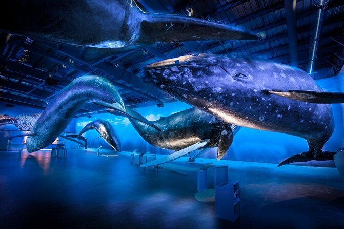 Whales Of Iceland Admission Ticket - What you learn from the 23 species