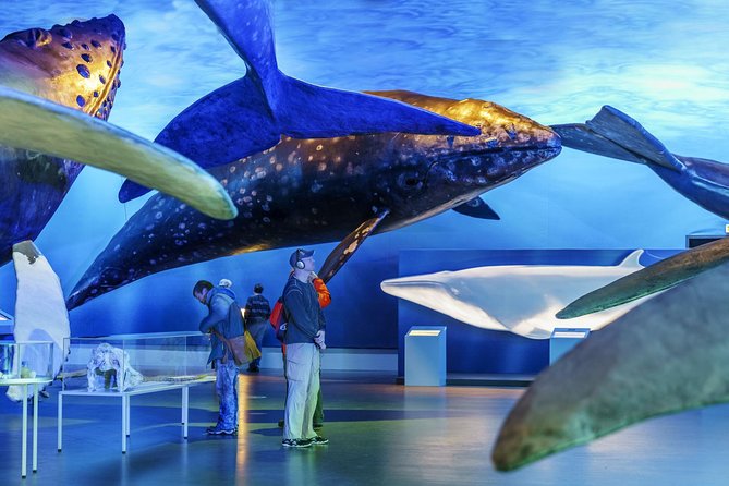 Whales Of Iceland Admission Ticket - Joining the 11:00 or 15:00 English tour