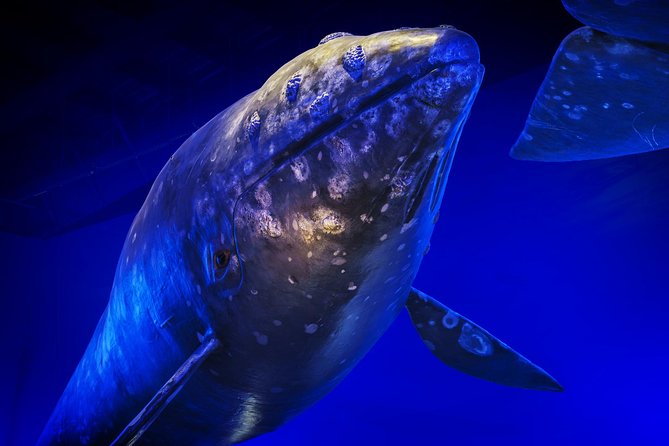 Whales Of Iceland Admission Ticket - Who will enjoy Whales of Iceland?