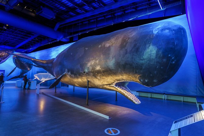 Whales Of Iceland Admission Ticket - The Fin Whale Theatre and its serious message