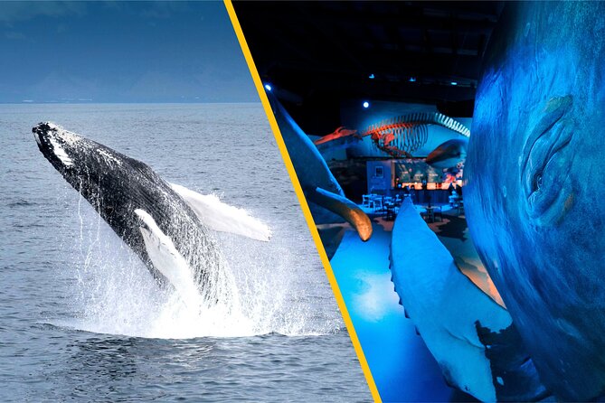 Whales of Iceland from Land and Sea - Sailing from Reykjavik’s Old Harbor
