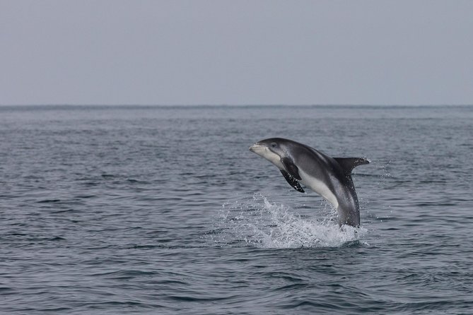Whales of Iceland from Land and Sea - The Whales of Iceland exhibition