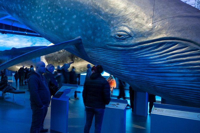 Whales of Iceland from Land and Sea - Faxaflói Bay and the search for whales