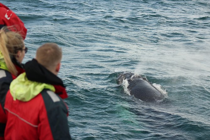 Winter Whale Watching and Northern Lights Cruise from Reykjavik - Searching for the northern lights from the water