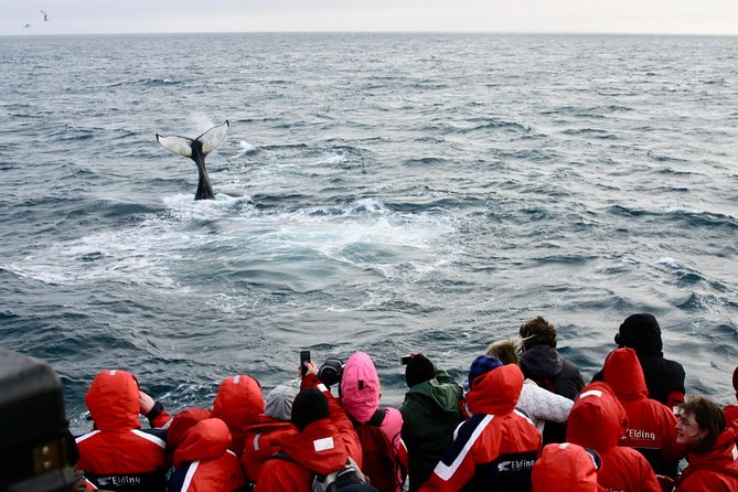 Winter Whale Watching and Northern Lights Cruise from Reykjavik - What the guarantee really means for your plans