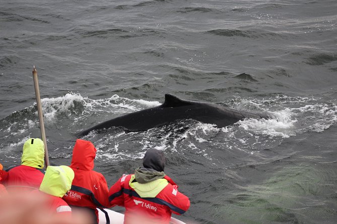 Winter Whale Watching and Northern Lights Cruise from Reykjavik - Is $198 a fair price?