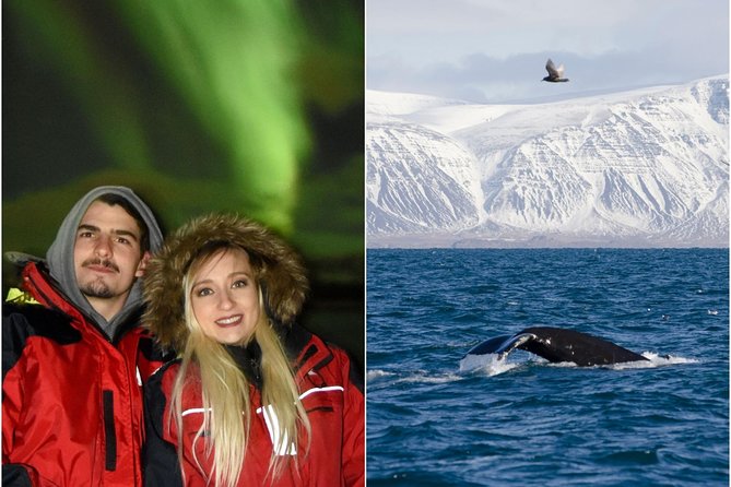 Winter Whale Watching and Northern Lights Cruise from Reykjavik - The three-hour whale-watching cruise